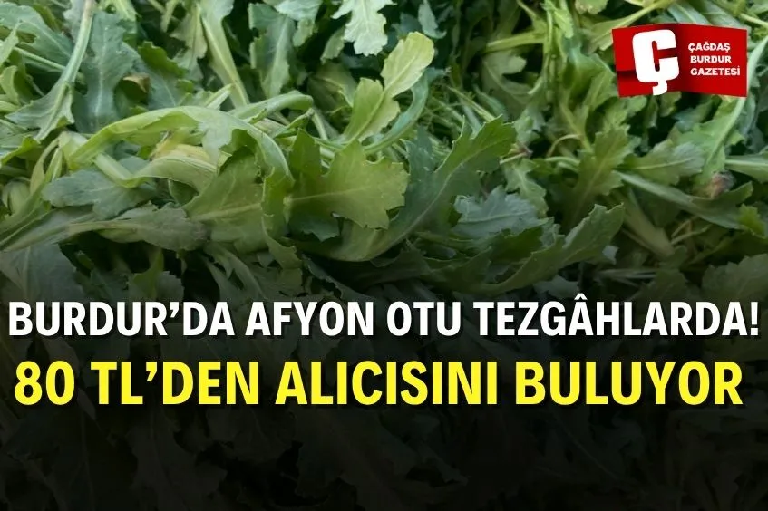 BURDUR’DA AFYON OTU TEZGÂHLARDA: ŞİFALI BİTKİ İLGİ GÖRÜYOR