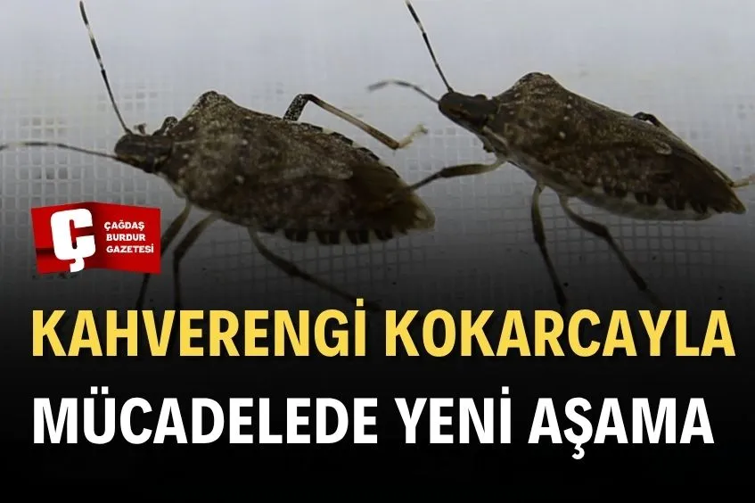 KAHVERENGİ KOKARCANIN KIŞLAKLARDA YOK EDİLMESİ BİYOLOJİK MÜCADELEYE KATKI VEREBİLİR