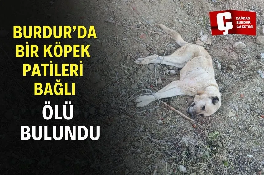 BURDUR’DA BİR KÖPEK PATİLERİ BAĞLI HALDE ÖLÜ BULUNDU