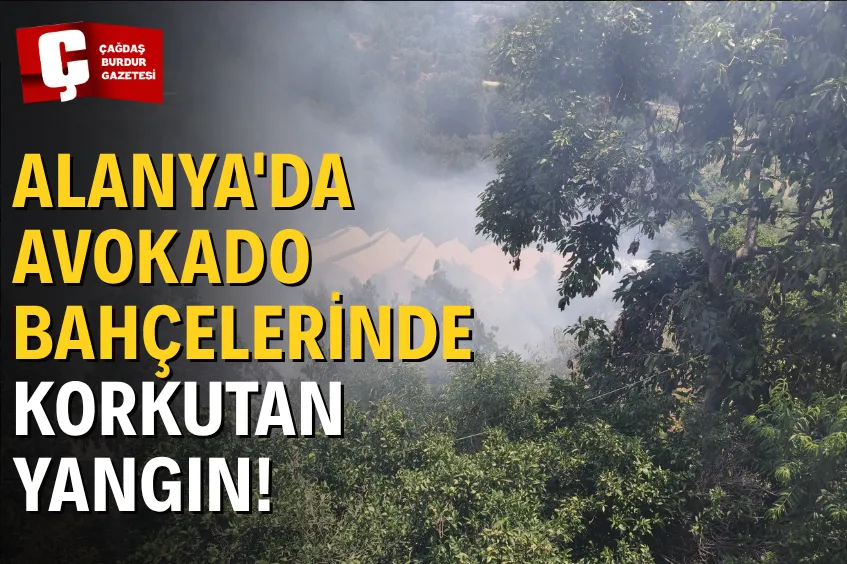 ALANYA'DA AVOKADO BAHÇELERİNİN BULUNDUĞU ZİRAİ ALANDA YANGIN