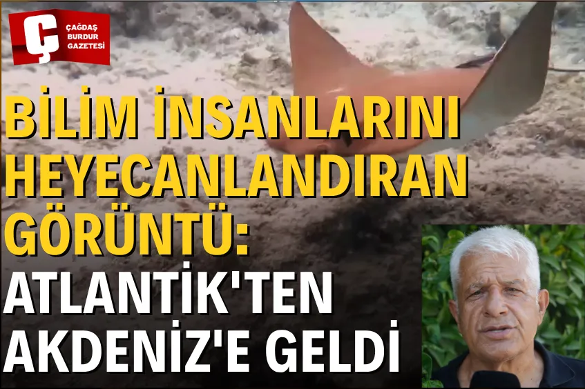 ATLANTİK KÖKENLİ İNEK BURUNLU VATOZ AKDENİZ'DE İLK KEZ GÖRÜNTÜLENDİ