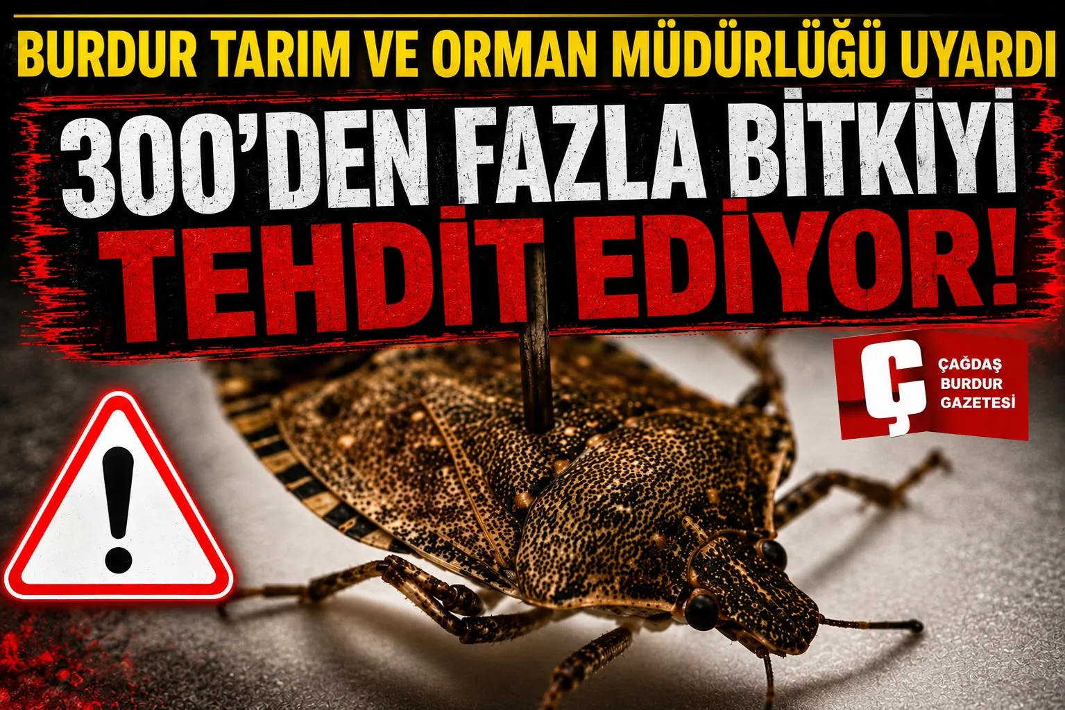 BURDUR’DA İSTİLACI KAHVERENGİ KOKARCAYA KARŞI UYARI