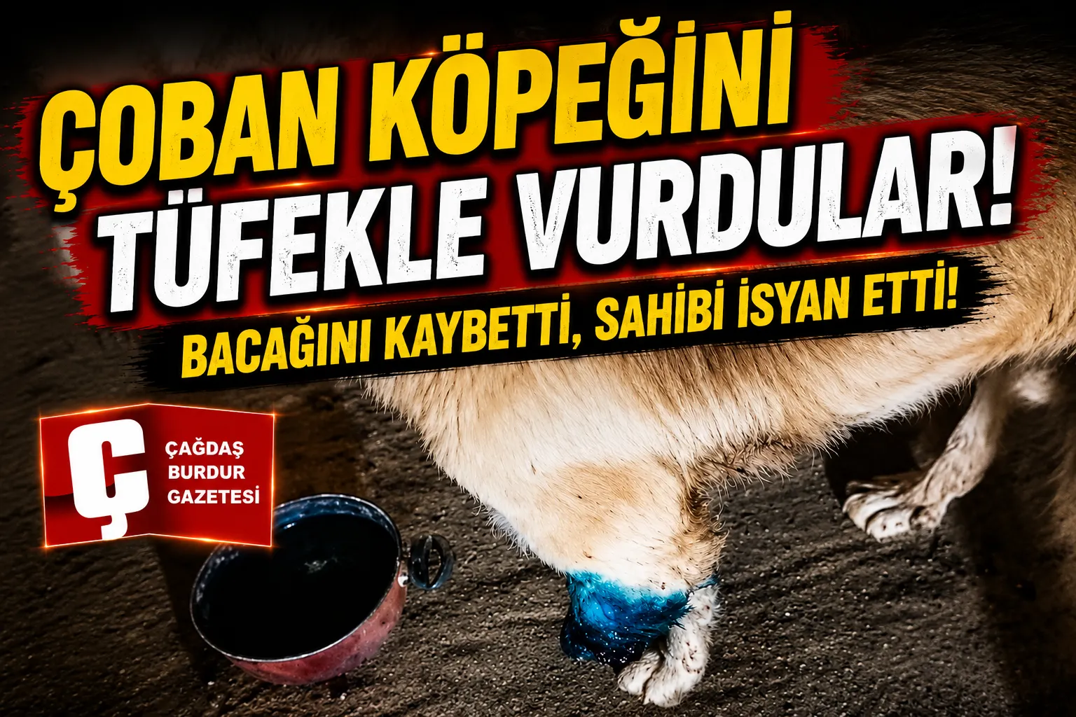 OBAN KÖPEĞİNİ TÜFEKLE VURUP SAKAT BIRAKTILAR